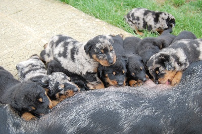 Du jardin d'élisée - Nouvelles photos des bébés à 3 semaines !!