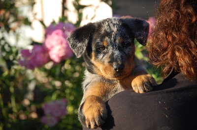 Du jardin d'élisée - Nouvelles Photos des bébés à 7 semaines..