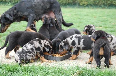 Du jardin d'élisée - Nouvelles photos des bébés à 5 semaines..