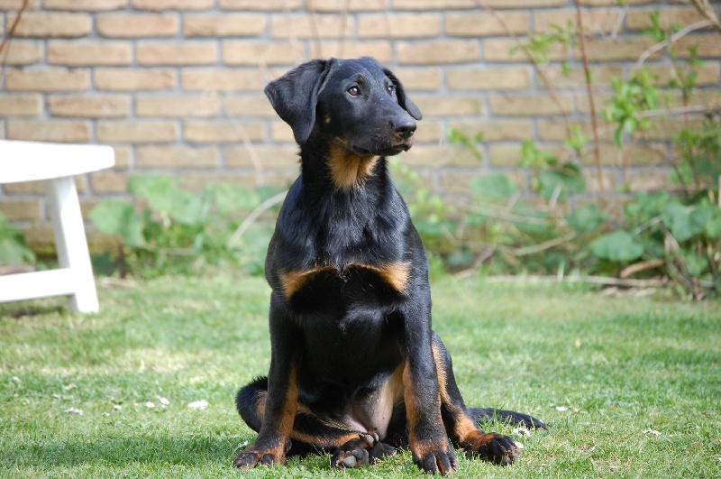 C'shogun De la noé du jardin