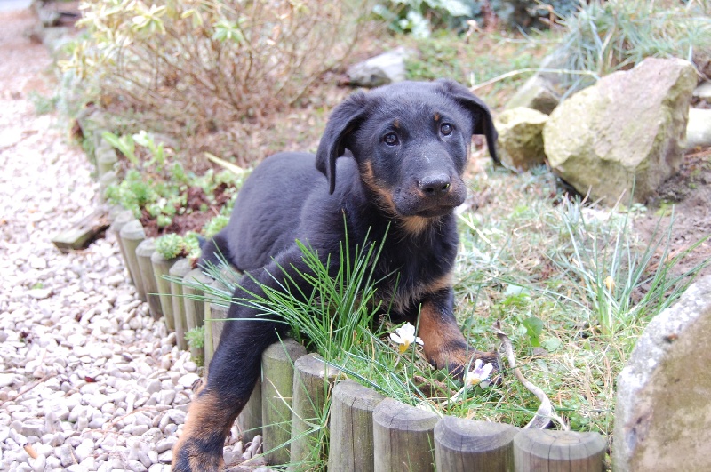 C'shogun De la noé du jardin