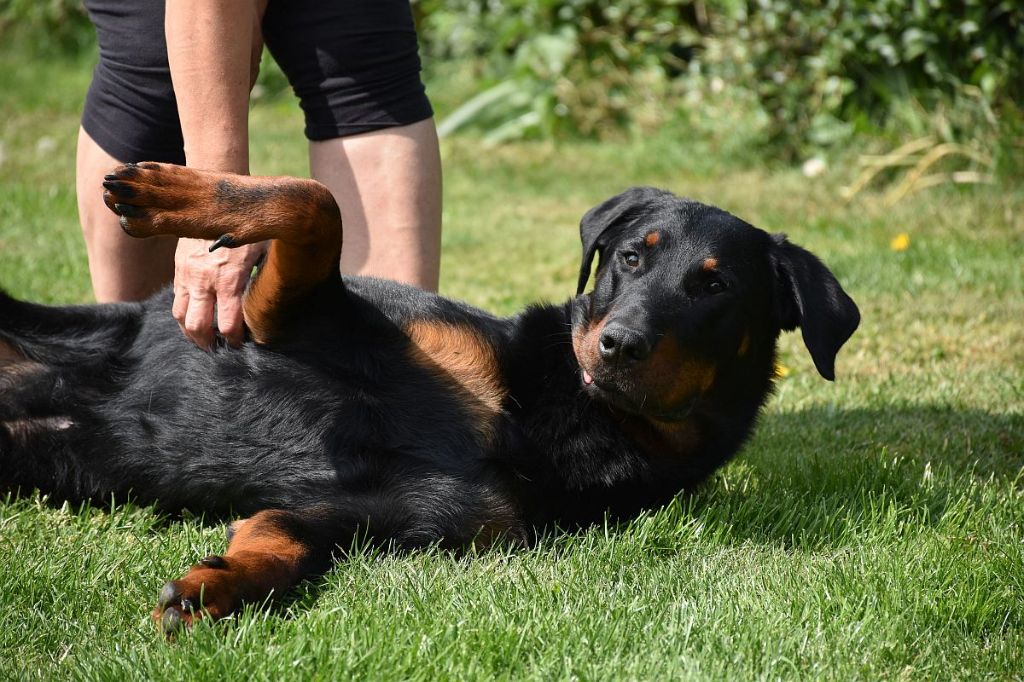 Otis du jardin d'elisée Du jardin d'élisée