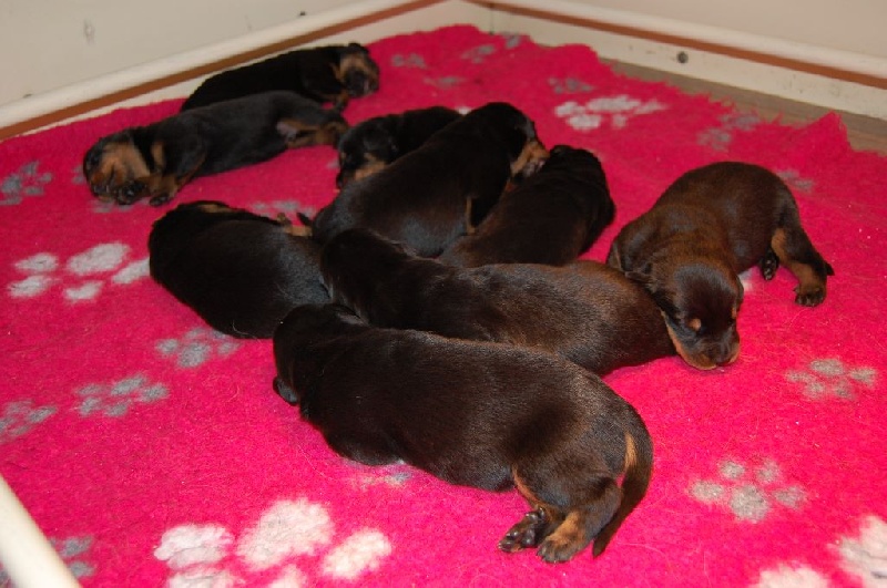 chiot Berger de Beauce Du jardin d'élisée