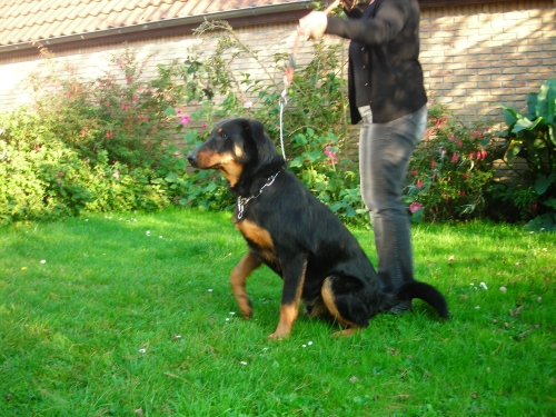 Caintus Du jardin d'élisée