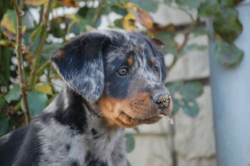 Eliot Blue Du jardin d'élisée