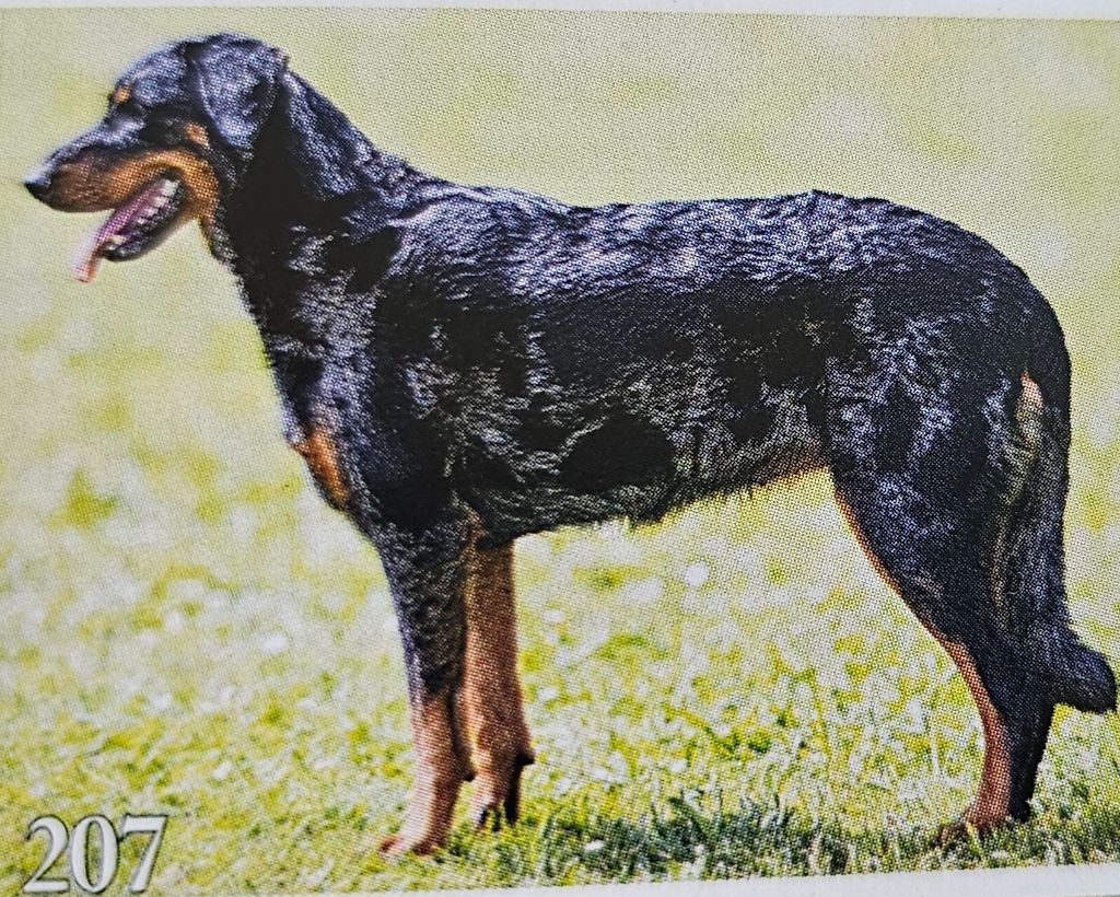 Tamina blue du jardin d'elisée Du jardin d'élisée