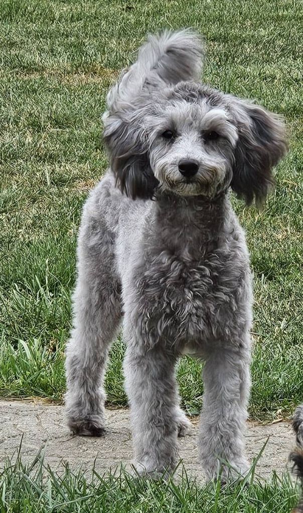 Une antoinette des Loves De Celia