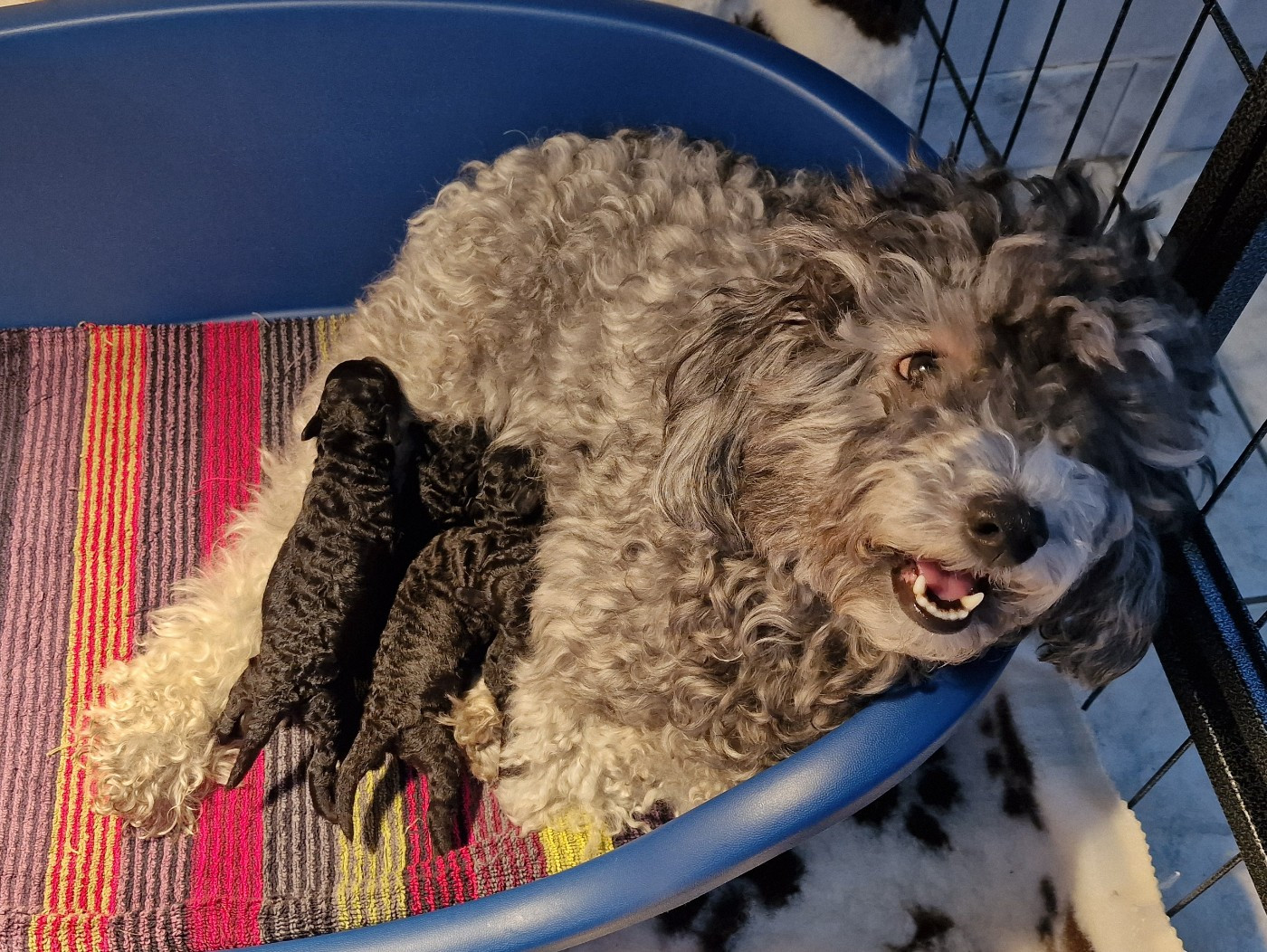 Les bébés sont Toutes réservées !