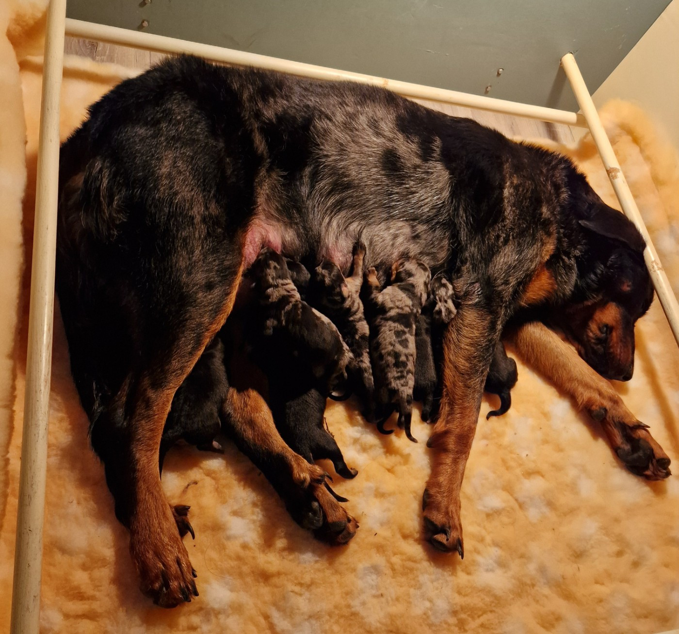 Chiots Beauceron disponibles