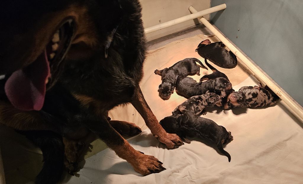 Du jardin d'élisée - Chiots disponibles - Berger de Beauce