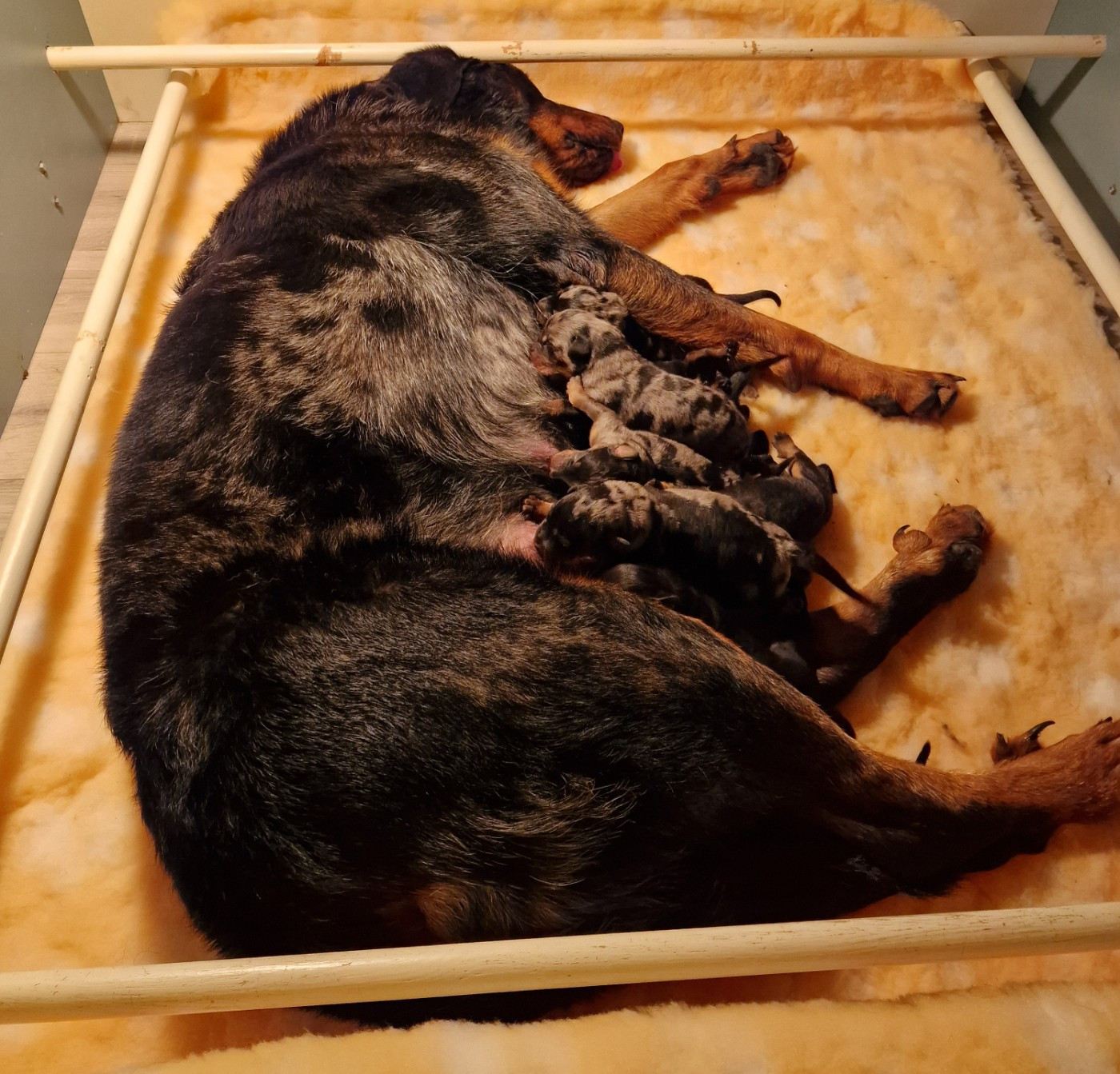 Chiot Berger de Beauce Du jardin d'élisée