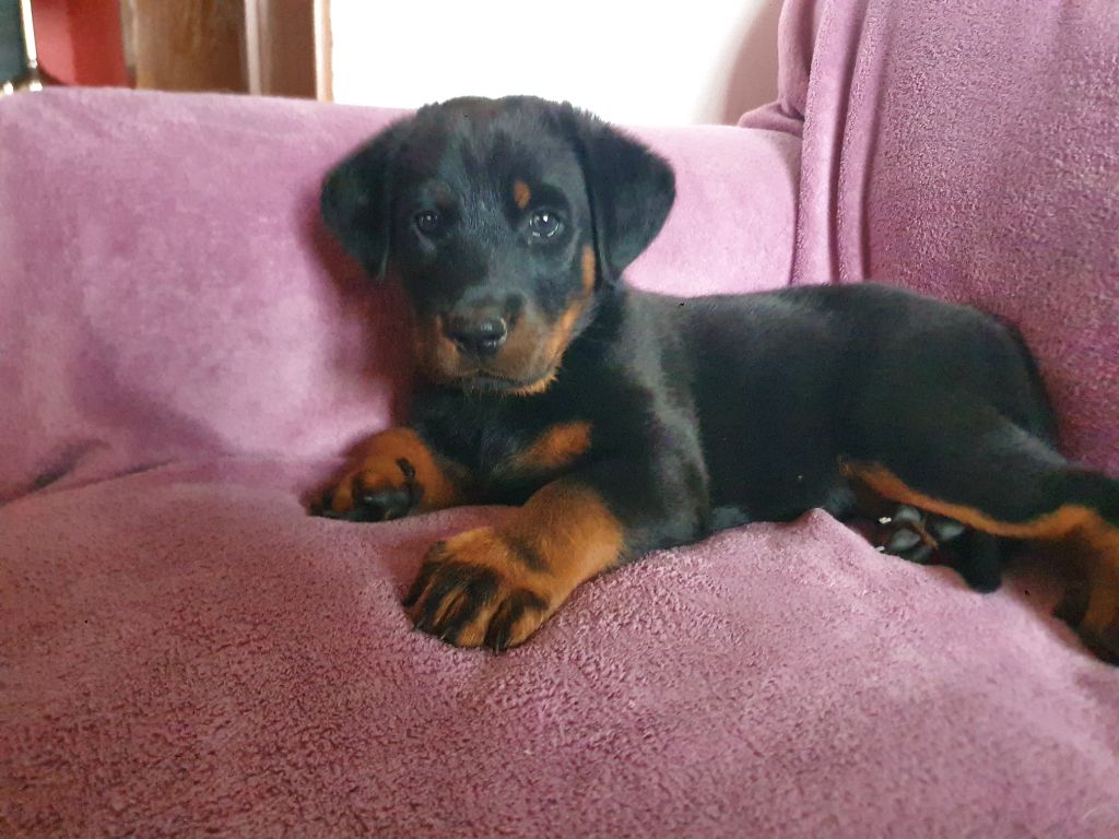 Du jardin d'élisée - Chiots disponibles - Berger de Beauce