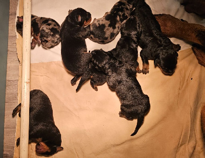 CHIOT