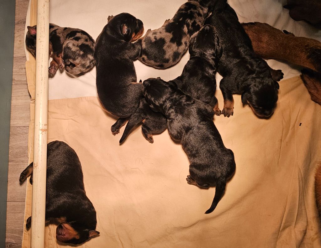 Du jardin d'élisée - Chiots disponibles - Berger de Beauce