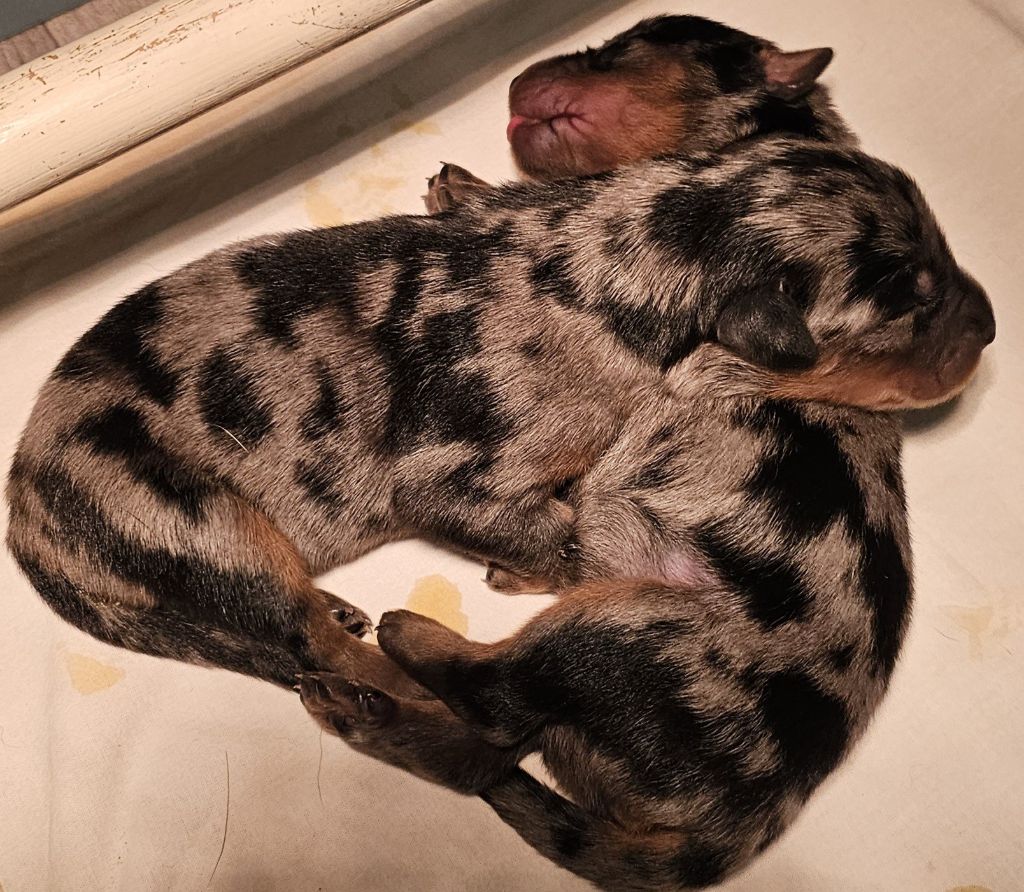 Du jardin d'élisée - Chiots disponibles - Berger de Beauce
