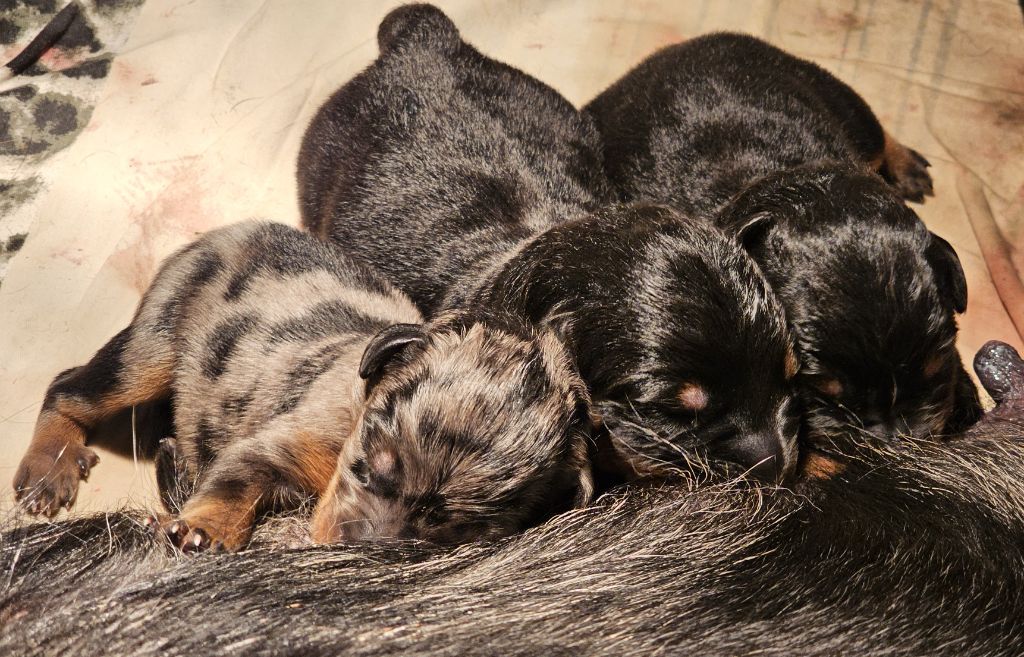 Du jardin d'élisée - Chiots disponibles - Berger de Beauce