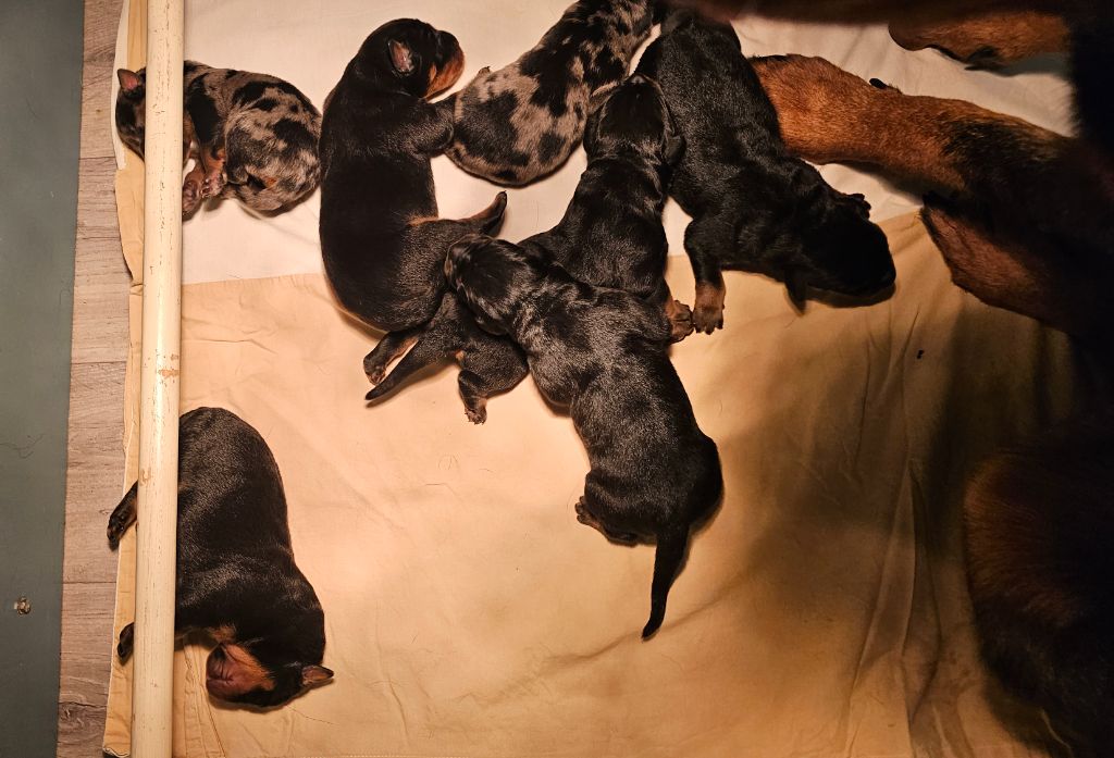 Du jardin d'élisée - Chiots disponibles - Berger de Beauce